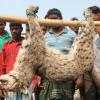 People kill  bobcat in Faridpur