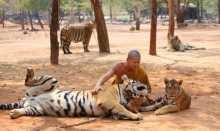Famed Thai temple-Temple of Tigers 