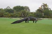 Gigantic Alligator at Florida Golf Course