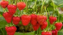 Strawberry farming makes people happy in Rajshahi