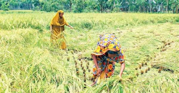 Boro Paddy harvesting continues in Jessore